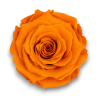 ROSE STABILIZZATE ARANCIO CM.6 X 6 PEZZI