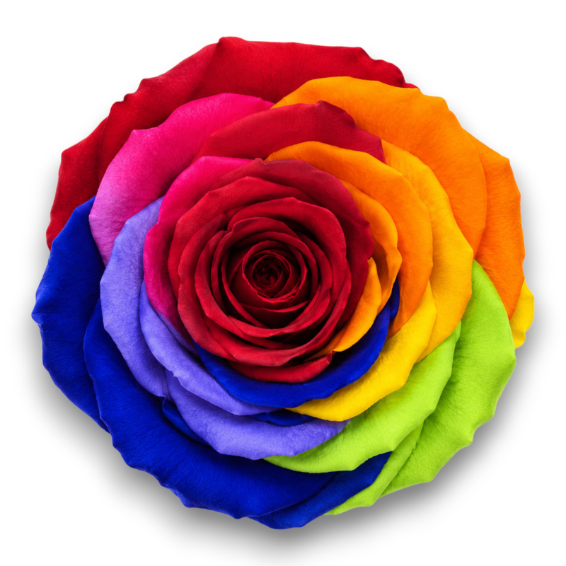ROSE STABILIZZATE CM.6 X6 PEZZI RAINBOW RED