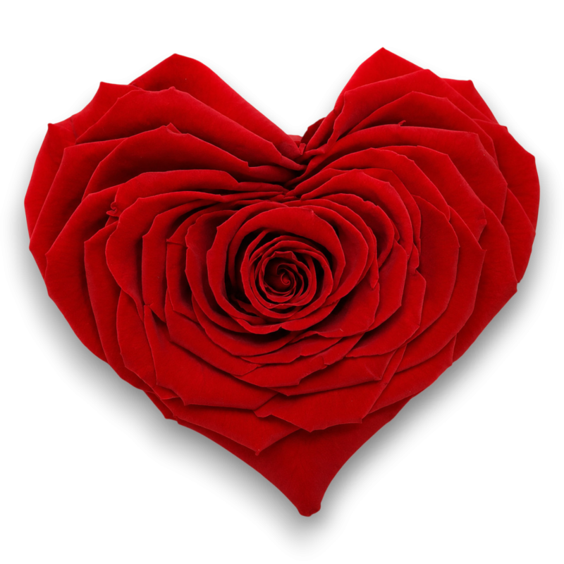 ROSE STABILIZZATA X1 CUORE