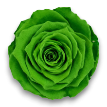 ROSE STABILIZZATE CM.6 X 6 PEZZI  VERDE MELA