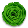 ROSE STABILIZZATE CM.6 X 6 PEZZI  VERDE MELA