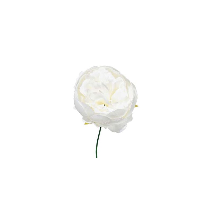 BOX 12 PICK PEONIA WHITE