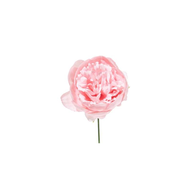 BOX 12 PICK PEONIA CIPRIA