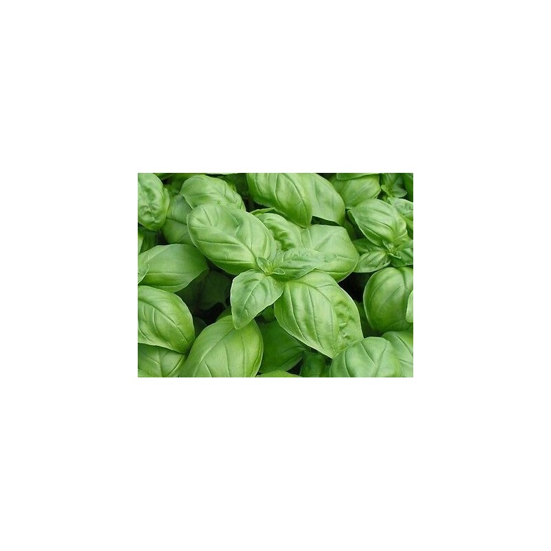 BASILICO GENOVESE 5GR. (SEMI)