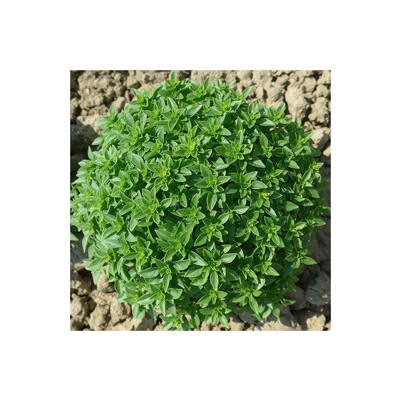 RUCOLA ORTO O COLTIVATA GR.5(SEMI)