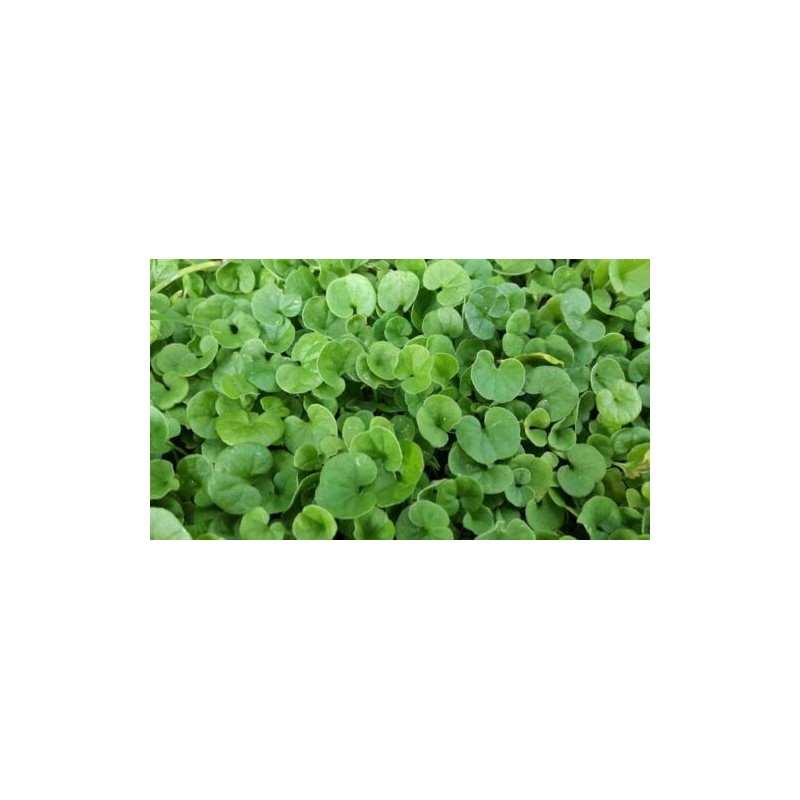 DICONDRA DICHONDRA REPENS GR.100 (SEMI)