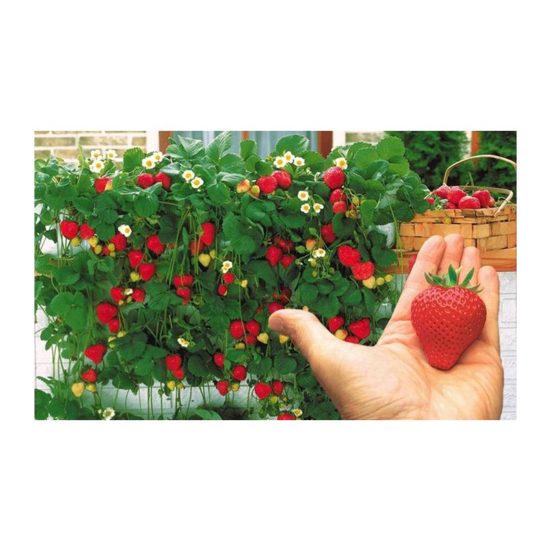 FRAGOLA RAMPICANTE GR. 0,15  (SEMI)