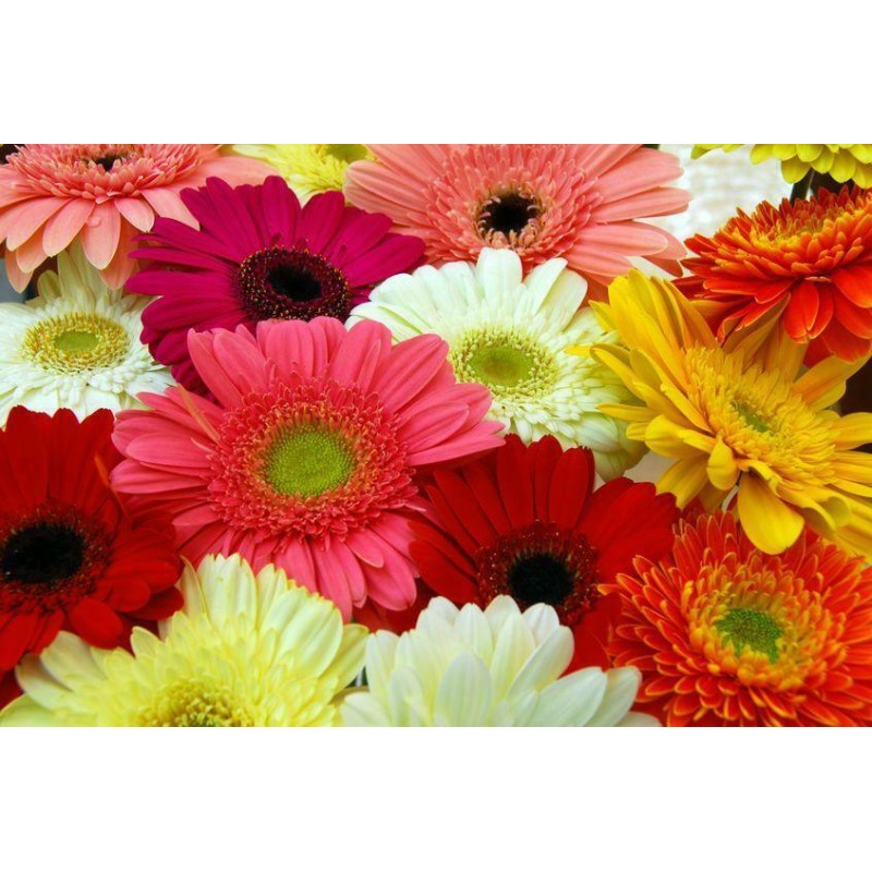 GERBERA GIGANTE DOPPIA IN MISCUGLIO