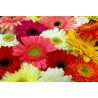 GERBERA GIGANTE DOPPIA IN MISCUGLIO
