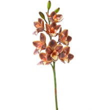 CIMBYDIUM 8 FIORI E 3 BOCCIOLI CM.77  BROWN