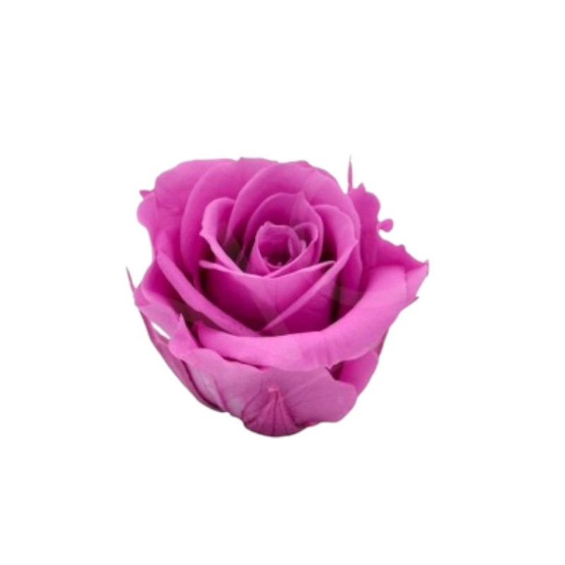 ROSE STABILIZZATE INES X6 LILLA D.4 CM