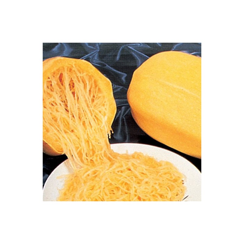 ZUCCA  SPAGHETTI  (SEMI)