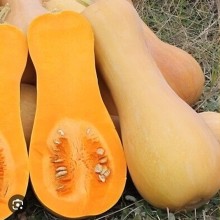 ZUCCA BOTTIGLIA  (SEMI) BST GR.4