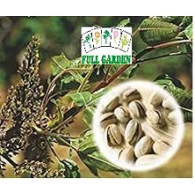 PISTACCHIO  (SEMI) BST 5 SEMI