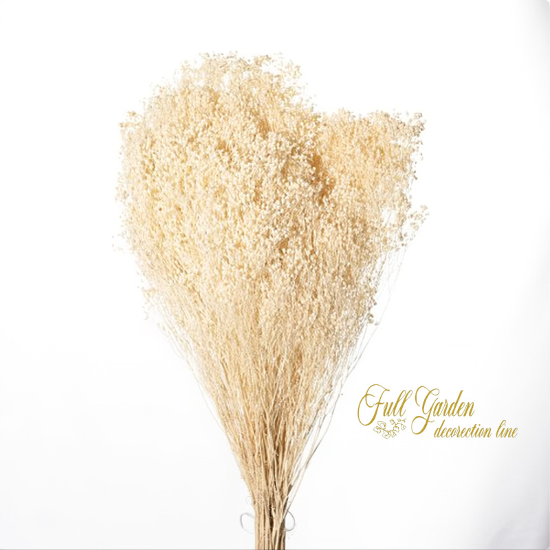 °°°BROOM BLOOM X 100 GR. BIANCO