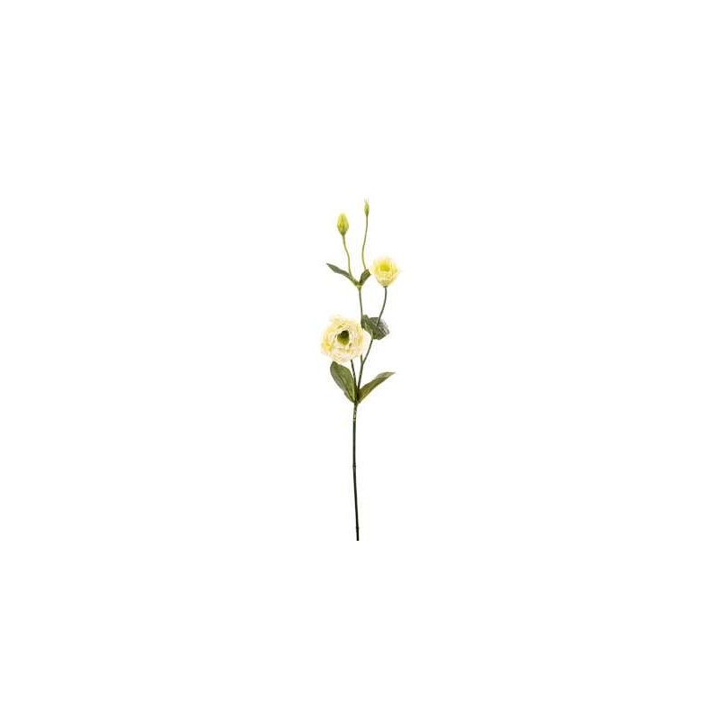LISIANTHUS H.CM.68 CREAM