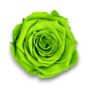 ROSE STABILIZZATE VERDE CM.6 X 6 PEZZI