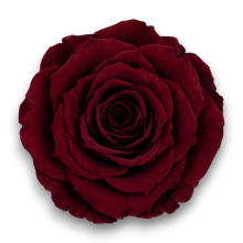 ROSE STABILIZZATE X6 BORDEAUX D.4CM