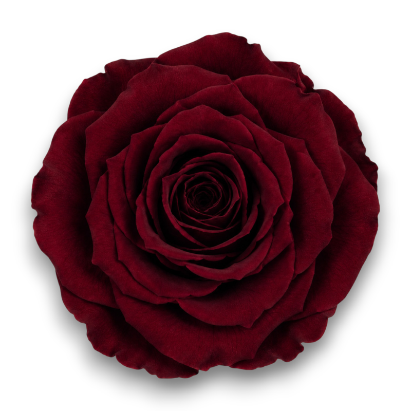 ROSE STABILIZZATE X6 BORDEAUX D.4CM