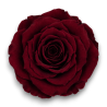 ROSE STABILIZZATE X6 BORDEAUX D.4CM