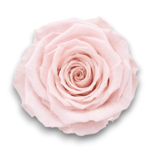 ROSE STABILIZZATE PINK CM.6 X6 PEZZI