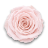 ROSE STABILIZZATE PINK CM.6 X6 PEZZI