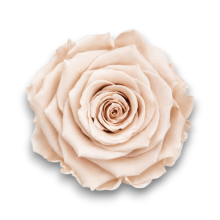 ROSE STABILIZZATE PESCA CM.6 X6 PEZZI