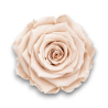 ROSE STABILIZZATE PESCA CM.6 X6 PEZZI