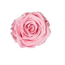 ROSE STABILIZZATE AVA  X 16 ROSA PASTELLO D.2,5 CM