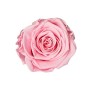 ROSE STABILIZZATE AVA  X 16 ROSA PASTELLO D.2,5 CM