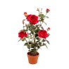 PIANTA ROSA CON VASO CM.82 RED