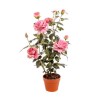 PIANTA ROSA CON VASO CM.82 PINK