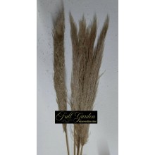 °°°PAMPAS NATURALE X 5 PZ IMPORTAZIONE