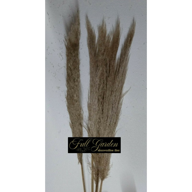 °°°PAMPAS NATURALE X 5 PZ IMPORTAZIONE