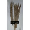 °°°PAMPAS NATURALE X 5 PZ IMPORTAZIONE