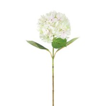 ORTENSIA SINGOLA CM.69 CREMA