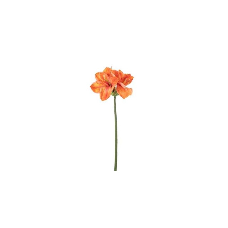 QUEEN AMARYLLIS H. CM.67 ORANGE