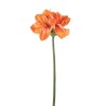 QUEEN AMARYLLIS H. CM.67 ORANGE
