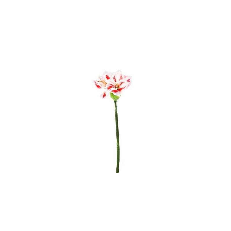 QUEEN AMARYLLIS H. CM.67 ROSA CHIARO