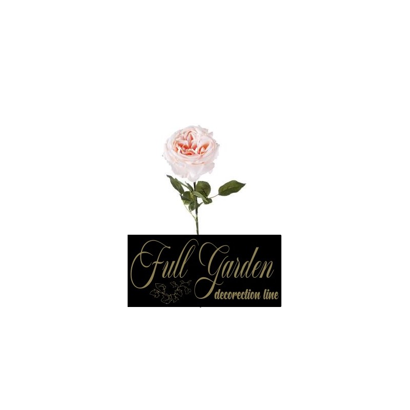 ROSA FUNNY H.CM.67 LTP