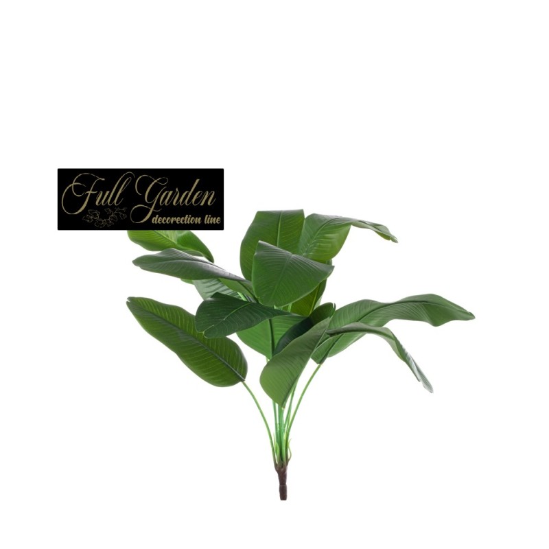 PIANTINA STERLIZIA CM.50