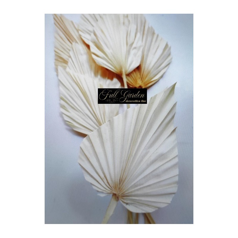 *** PALM SPEAR X 5 BIANCO