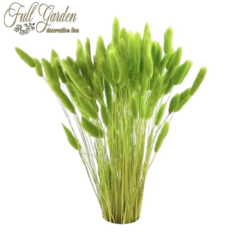 °°°LAGURUS GR.100 VERDE CHIARO