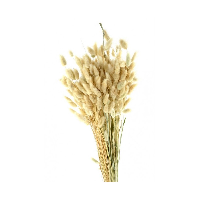 °°°LAGURUS GR.100 NATURALE