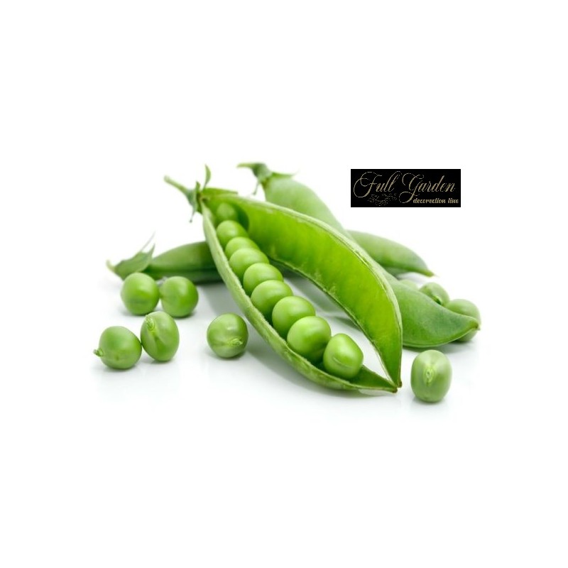 SEME PISELLO A GRANO RUGOSO   RONDO GR 500