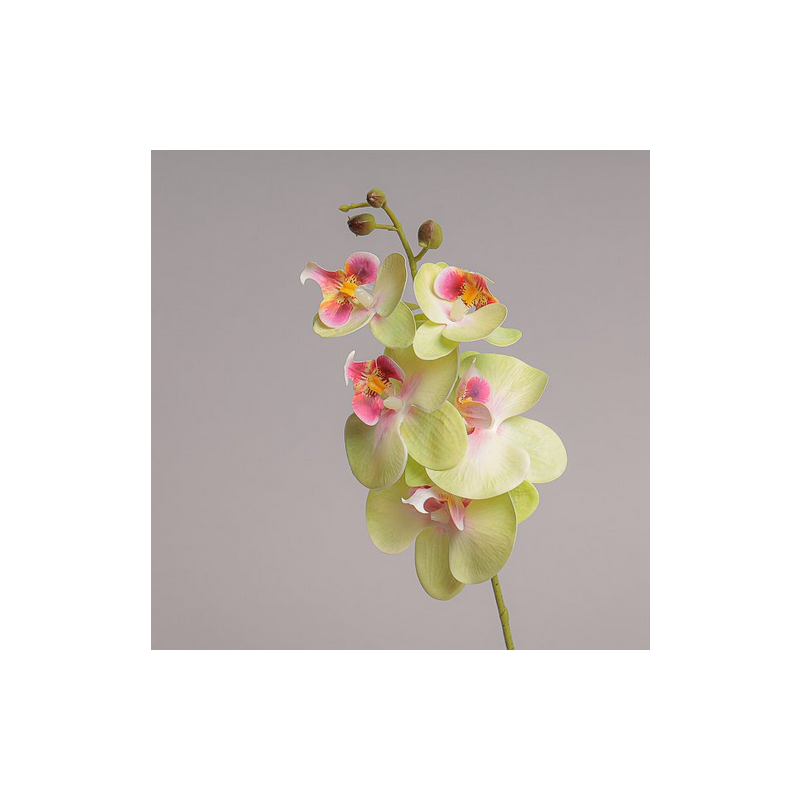 RAMO MINI ORCHIDEA X 5 CM 44 - GREEN PINK GR82