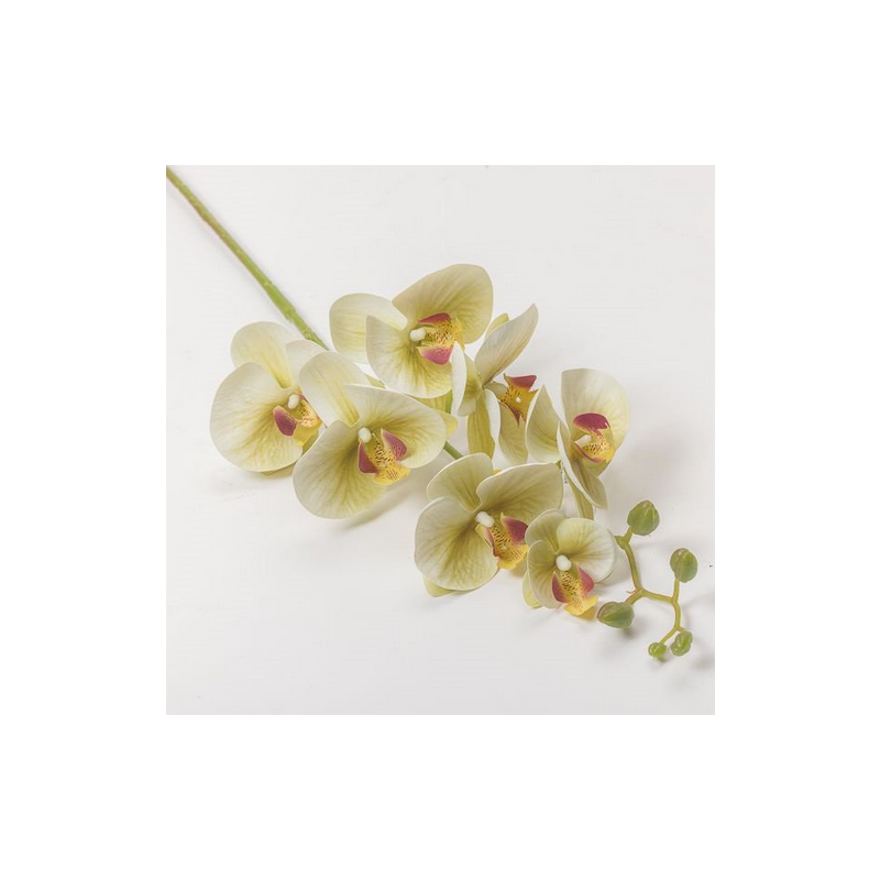 RAMO ORCHIDEA X 7 CM 74 - GREEN