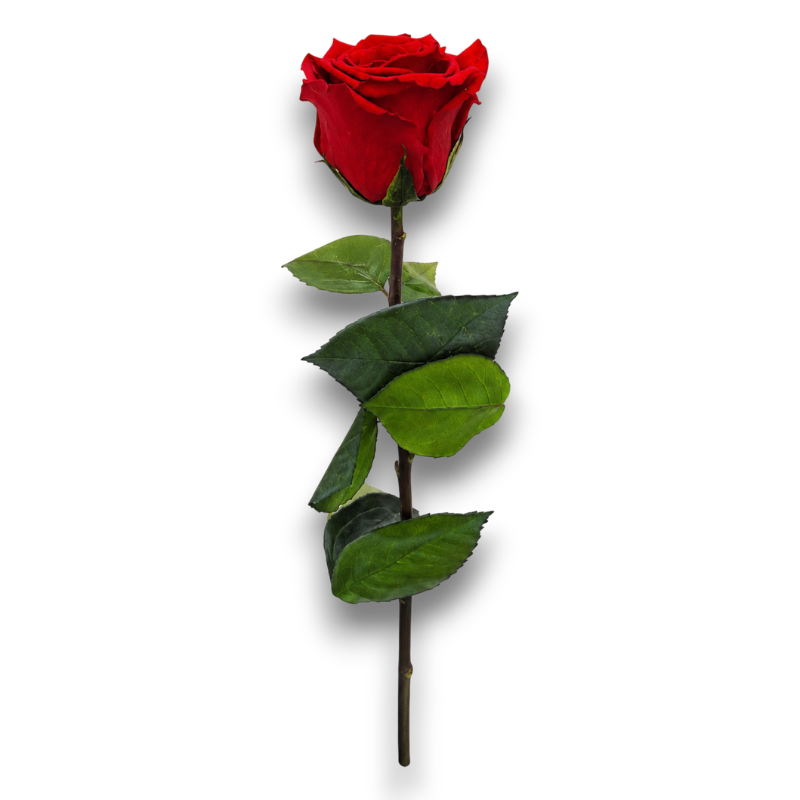 ROSA STABILIZZATE STELO ROSSA