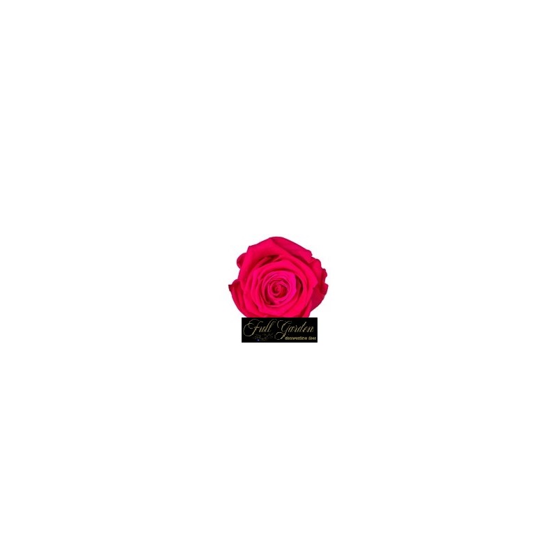 ROSE STABILIZZATE X 8  FUXIA
