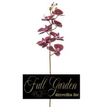 PHALENOPSIS NATURAL TOUCH   CHERISE CM 87